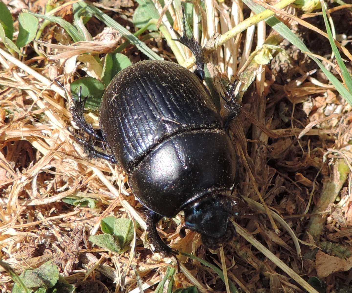 Geotrupes cf. spiniger, Geotrupidae