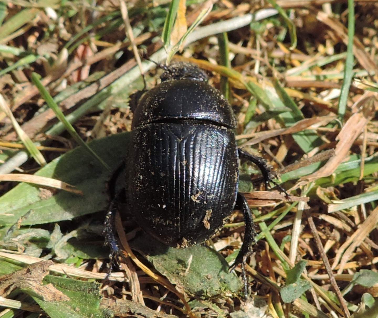 Geotrupes cf. spiniger, Geotrupidae