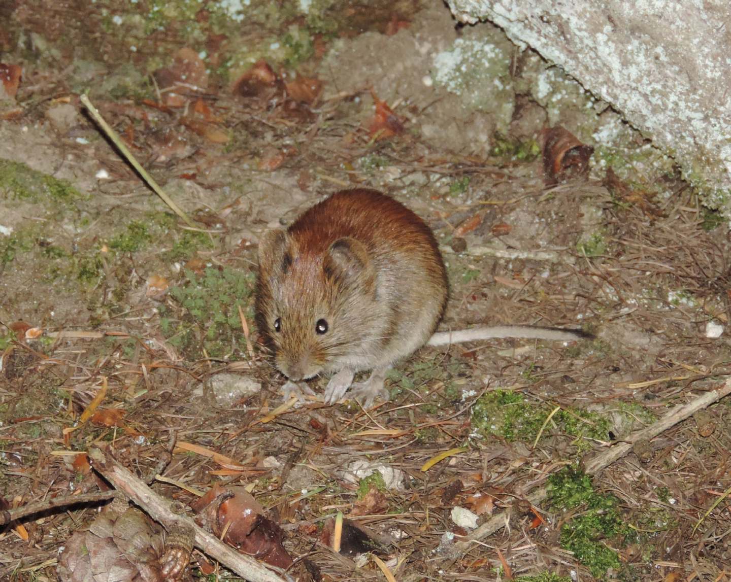 Arvicola rossastra e domanda