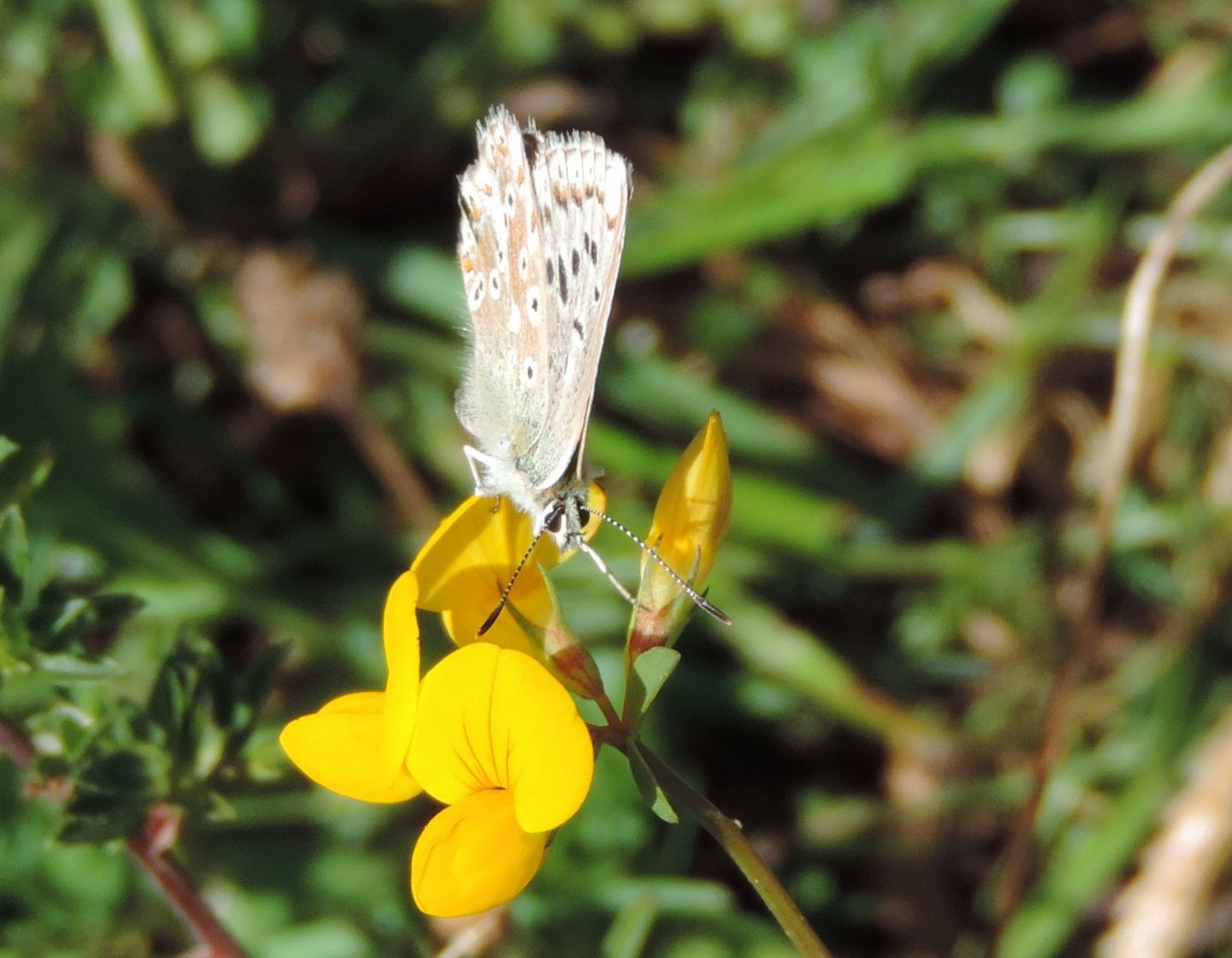 Licenide abruzzese da identificare 1