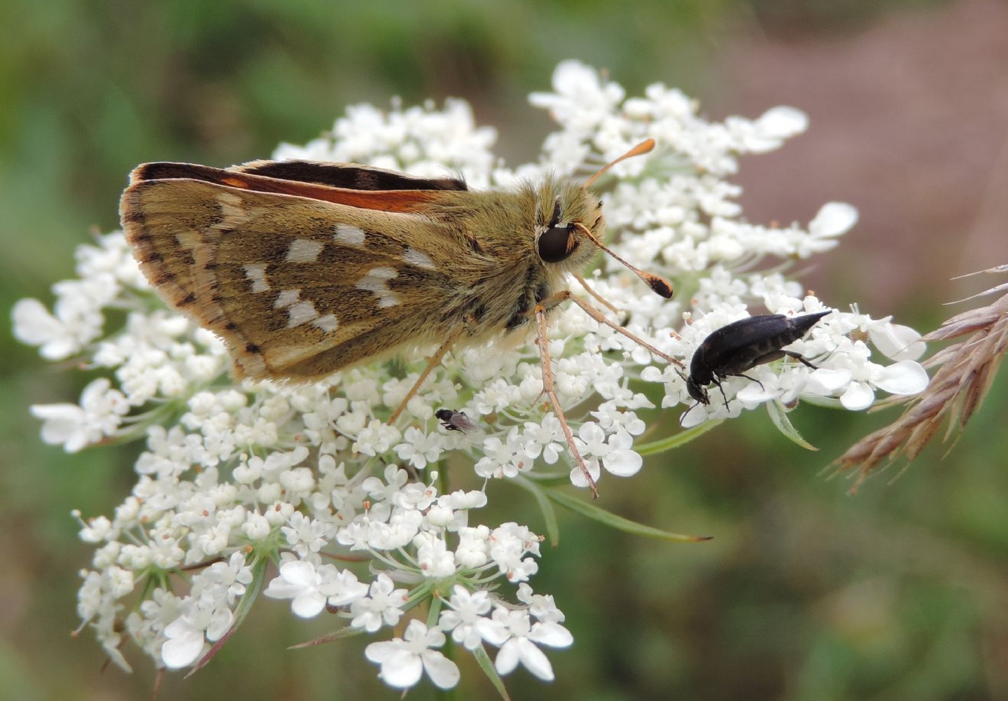 Hesperia comma?