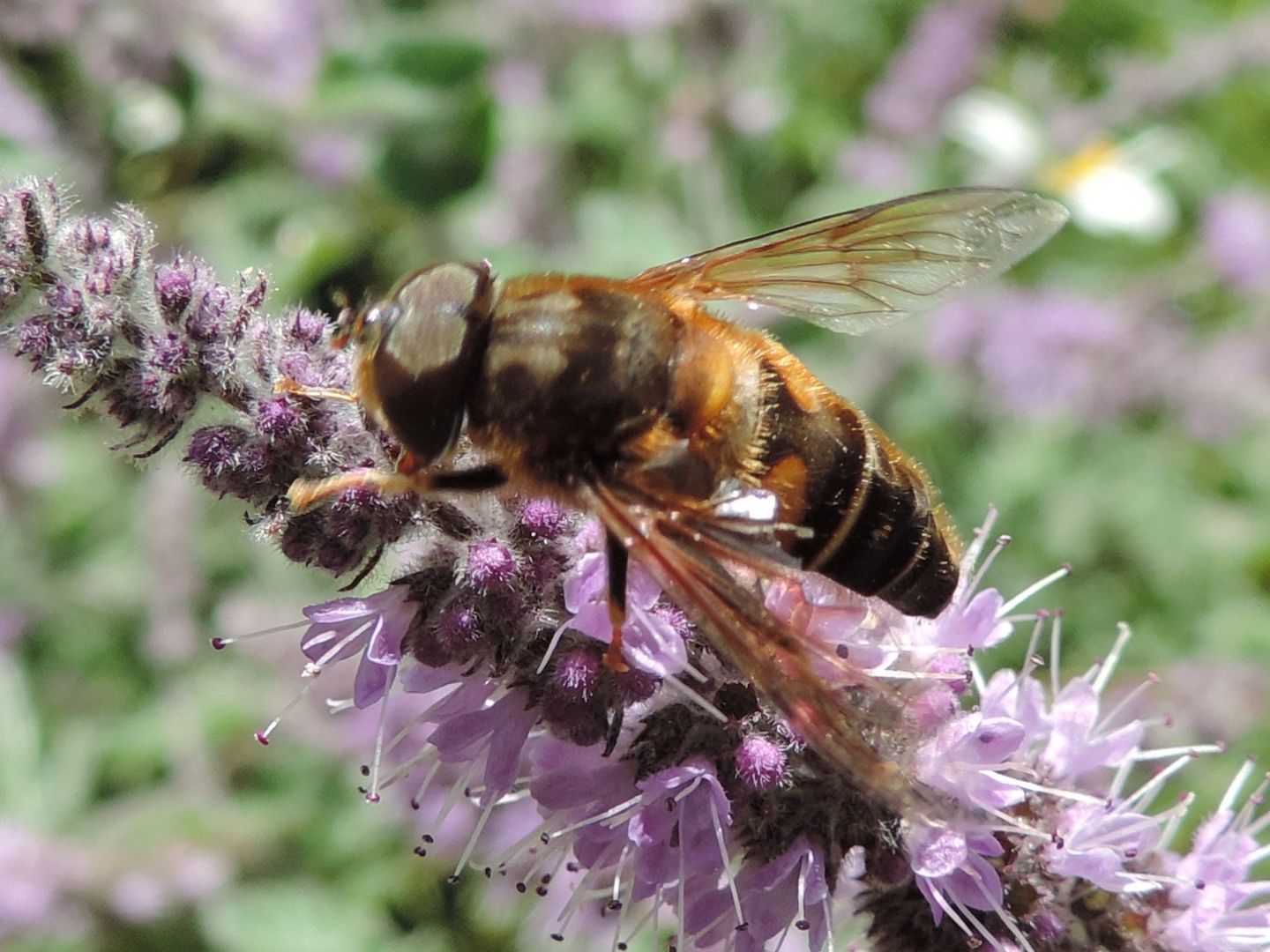 Eristalis pertinax (maschio)