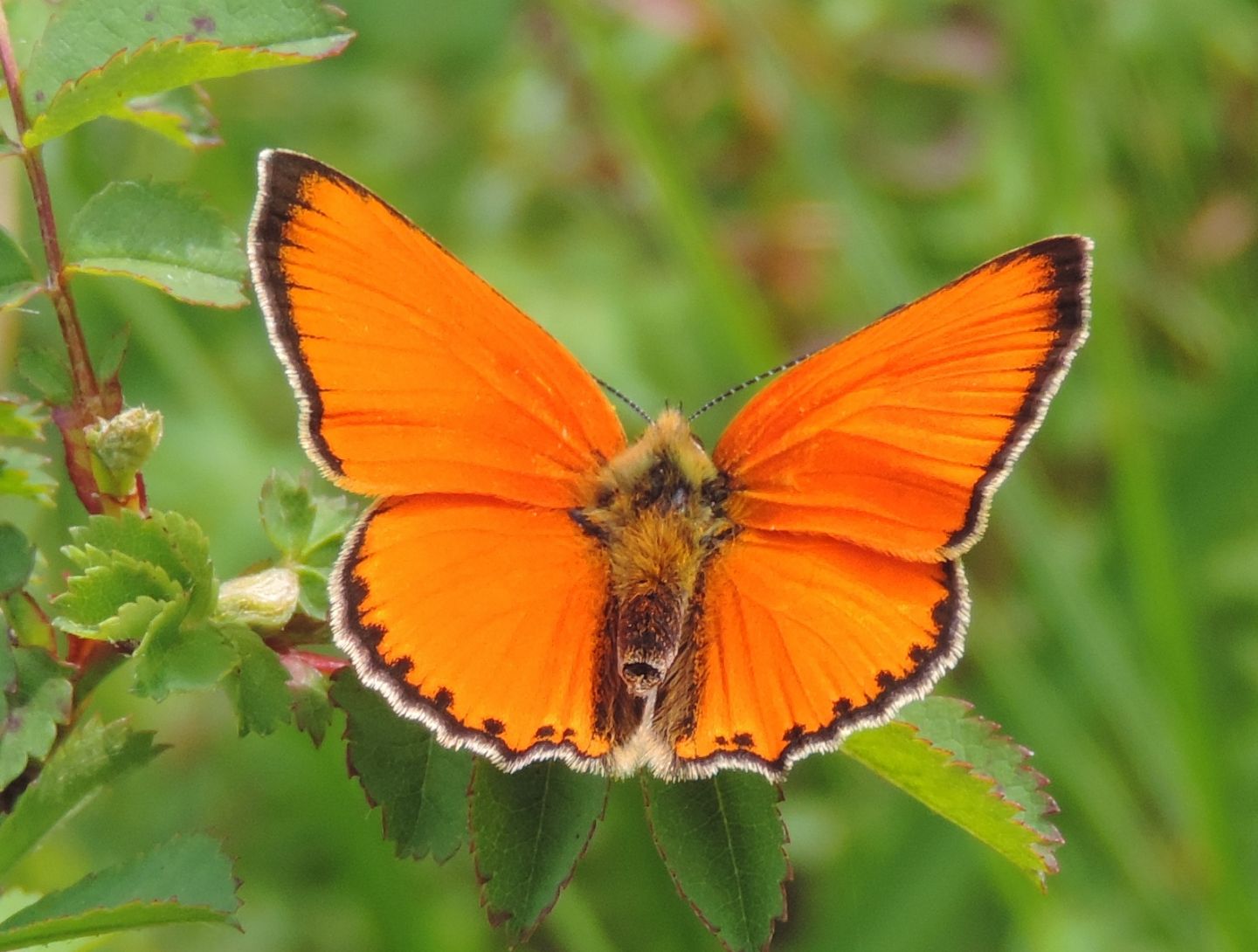 Lycaena virgaureae?