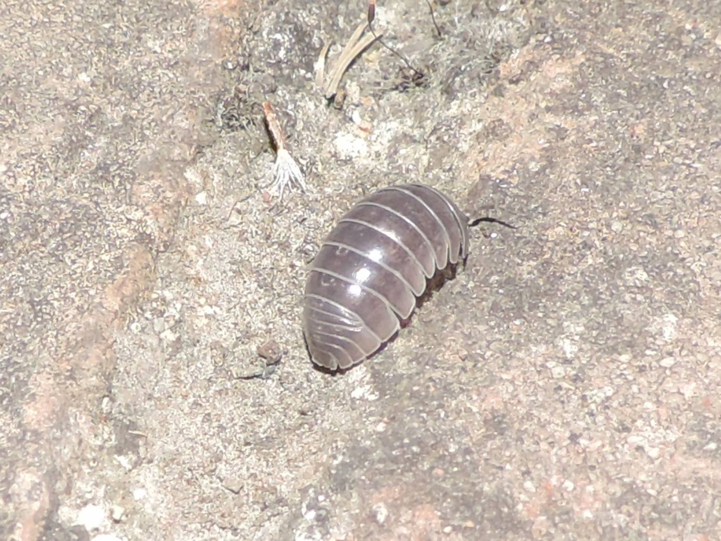 Armadillidium?