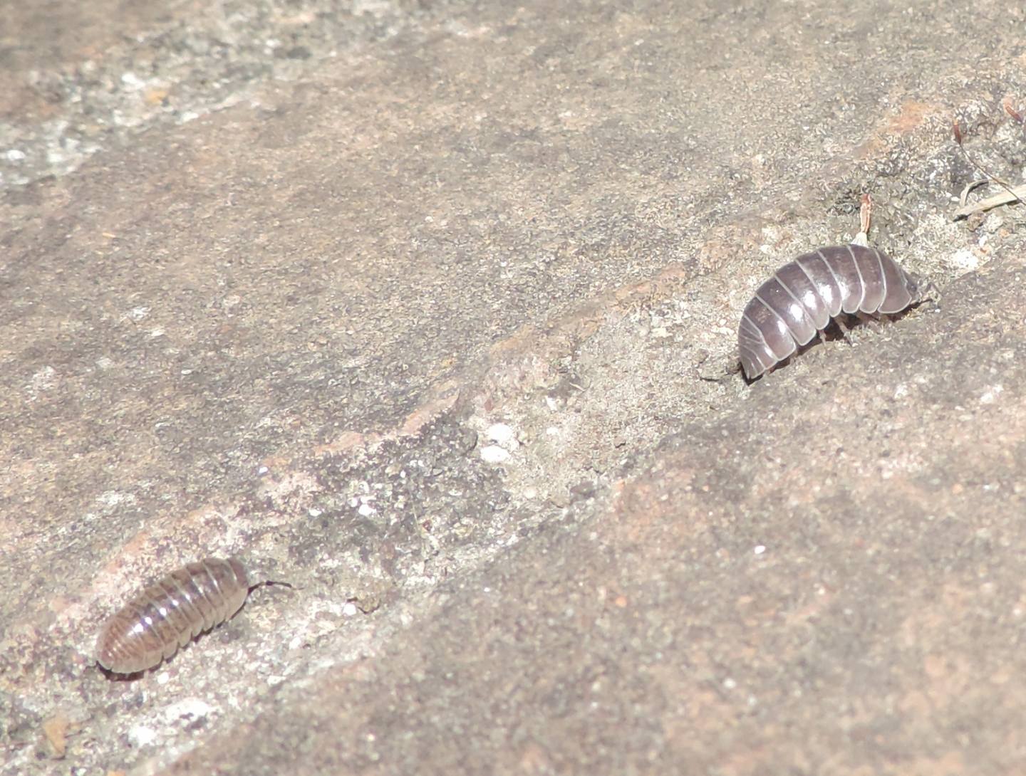 Armadillidium?