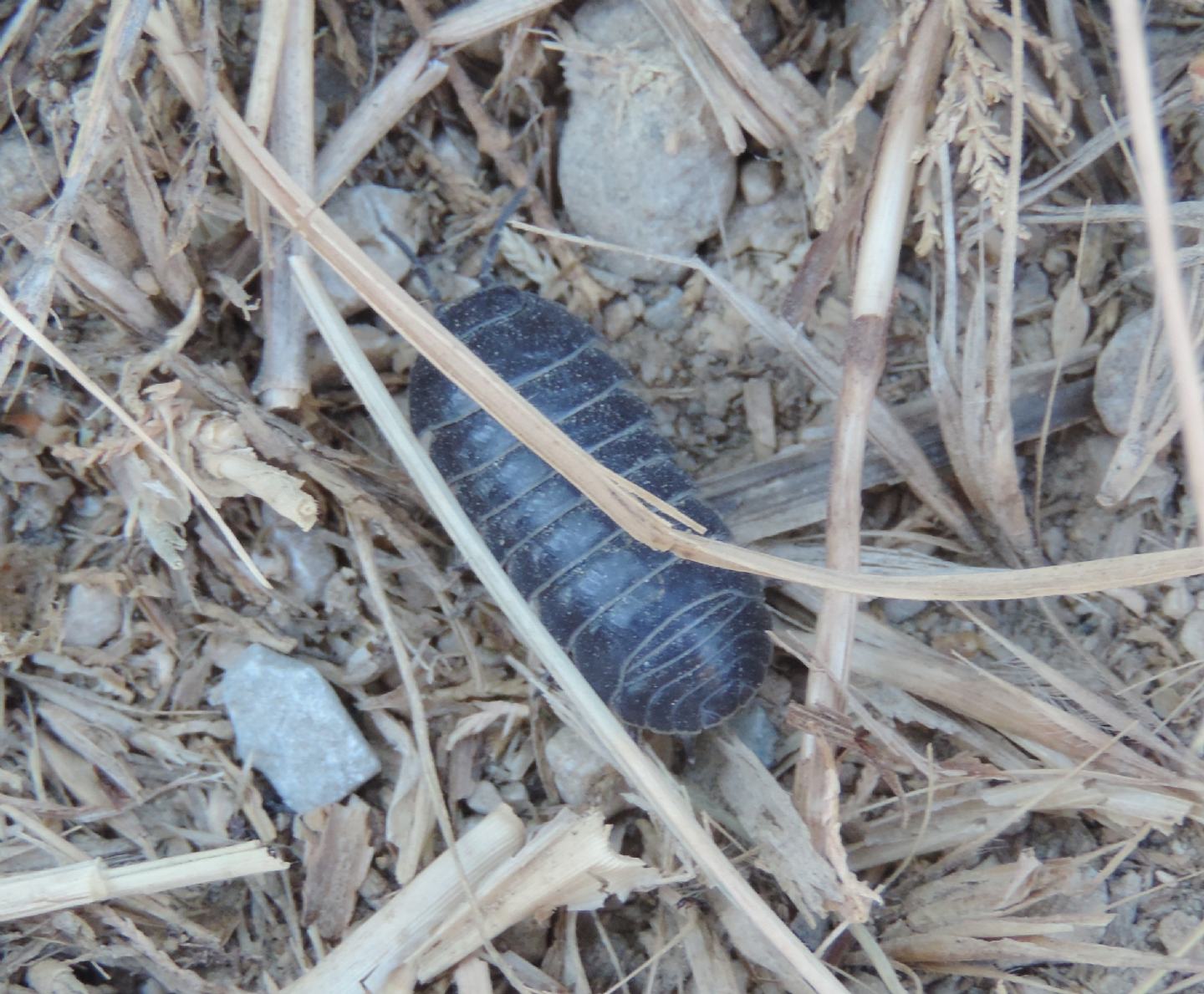 Armadillidium?