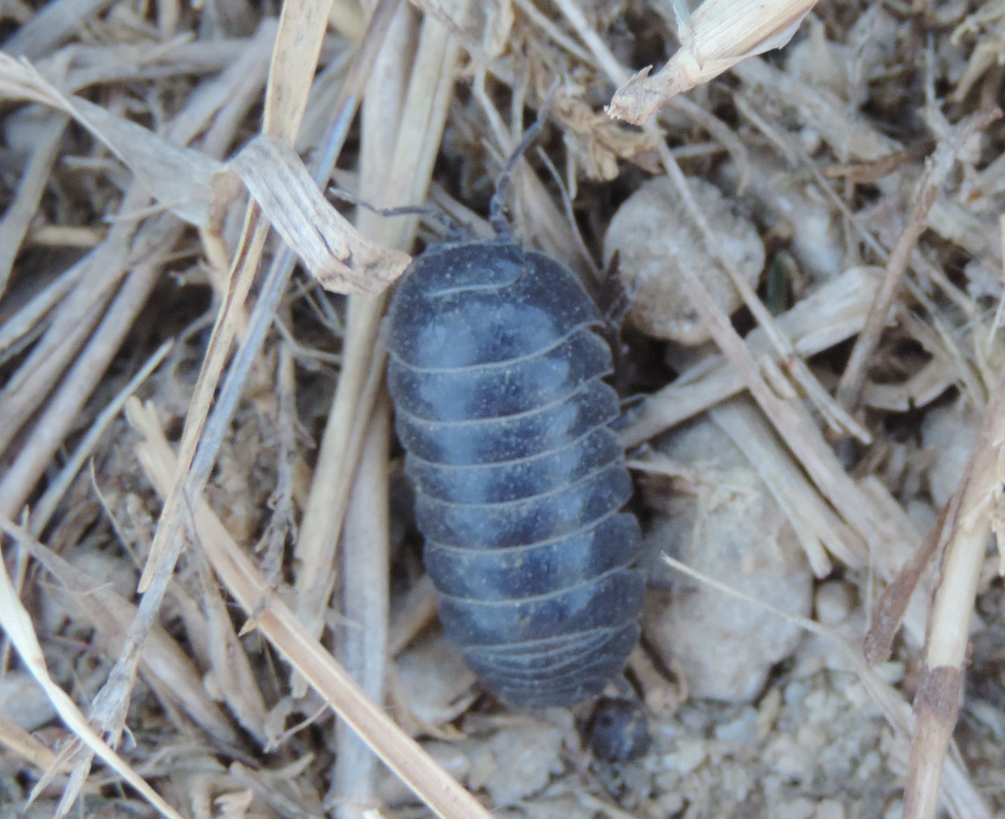 Armadillidium?