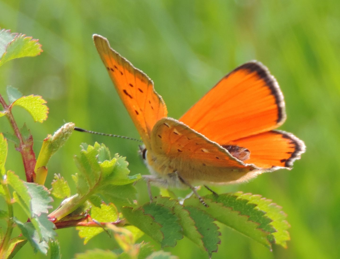 Lycaena virgaureae?