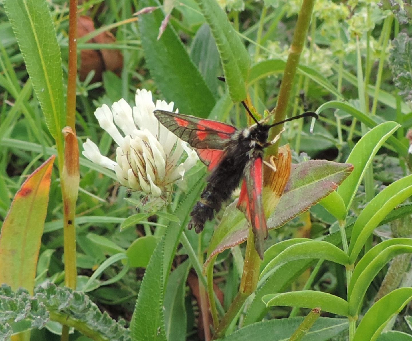 Zygaena romeo?