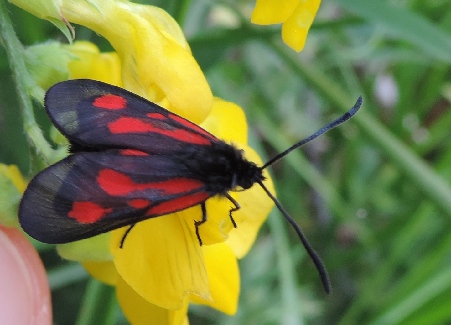 Zygaena romeo?