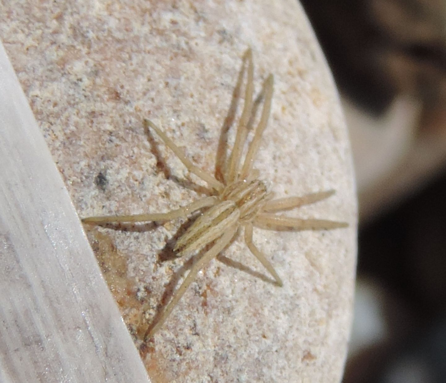 giovane Pisauridae? No. Tibellus sp. - Punta Aderci (CH)