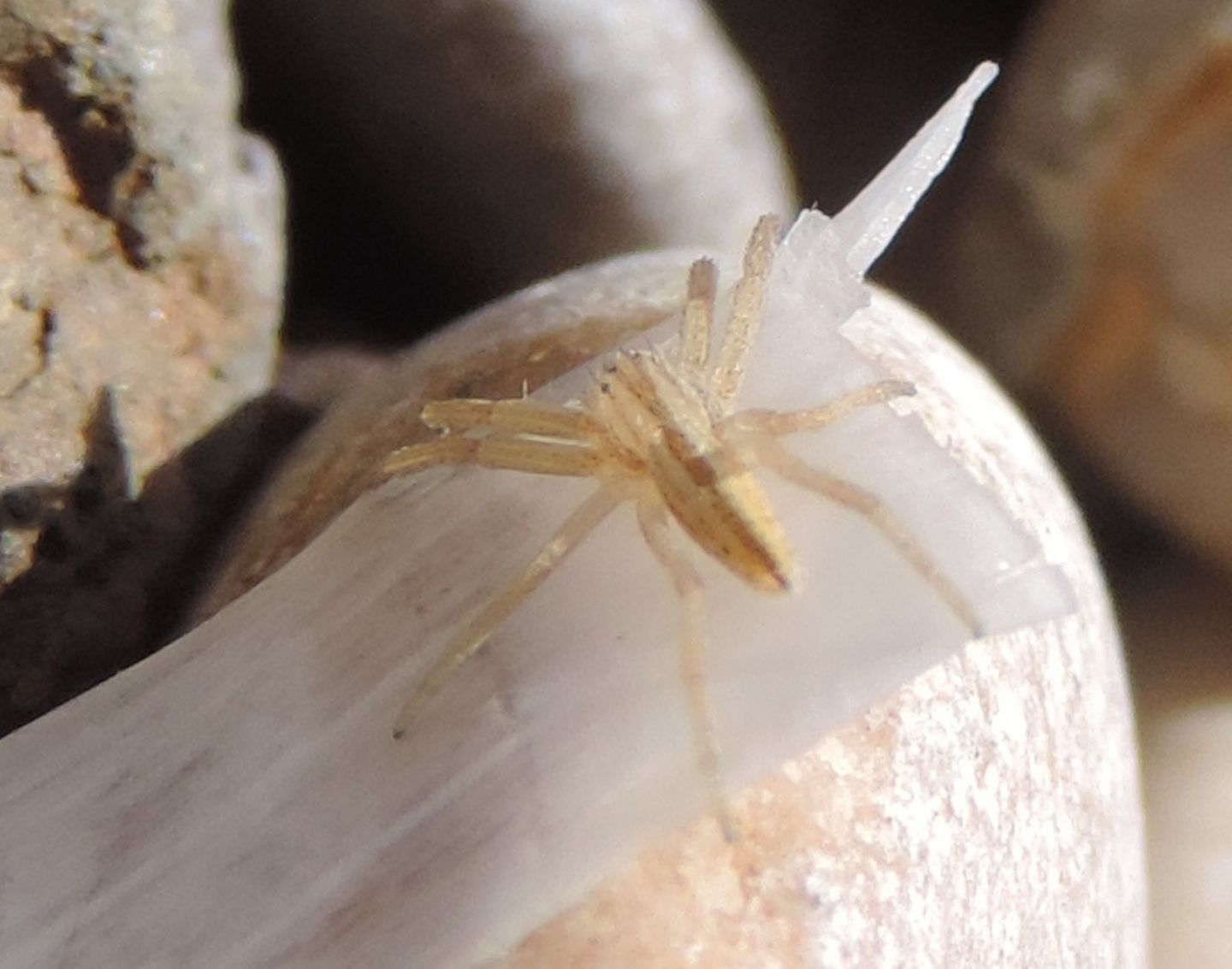 giovane Pisauridae? No. Tibellus sp. - Punta Aderci (CH)