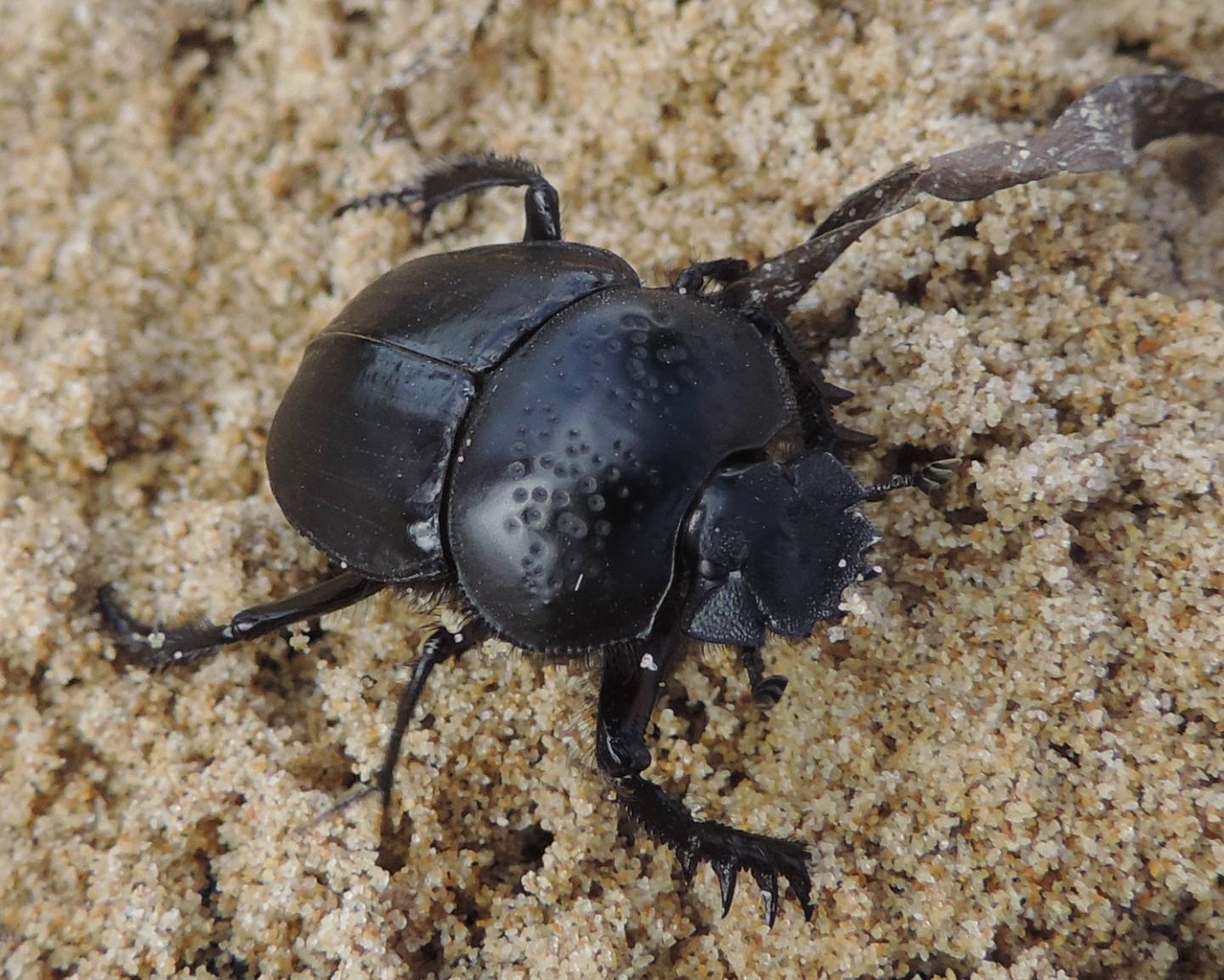 Scarabaeus semipunctatus? si!