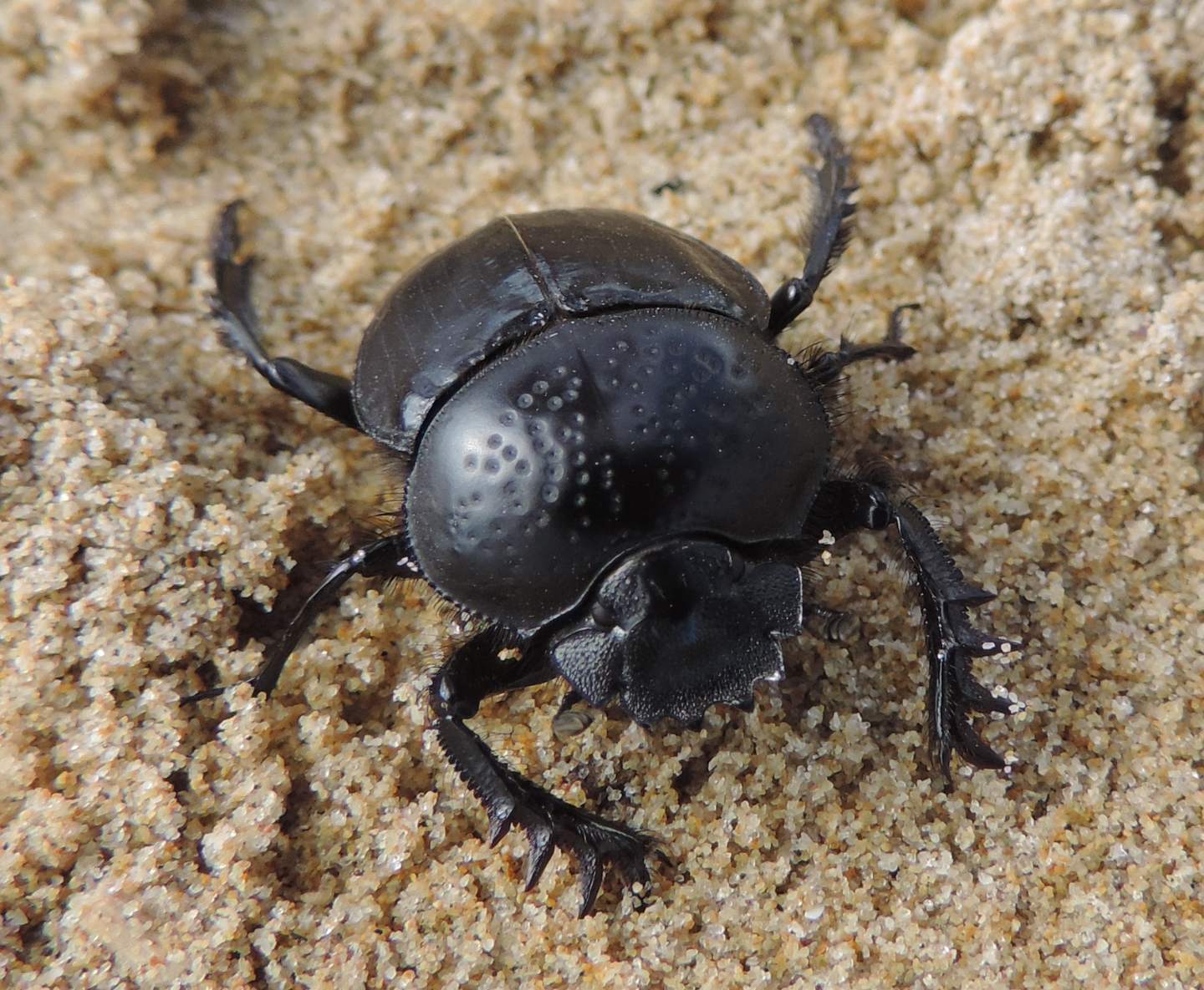 Scarabaeus semipunctatus? si!