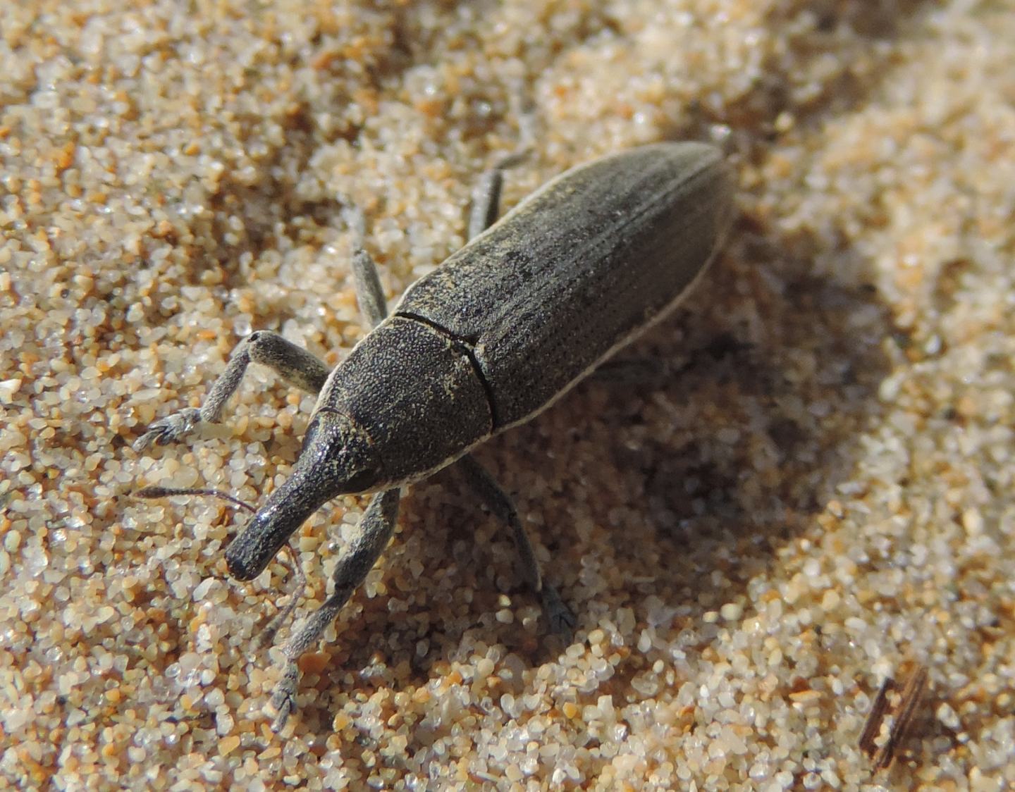 Lixus (Compsolixus) juncii - Curculionidae