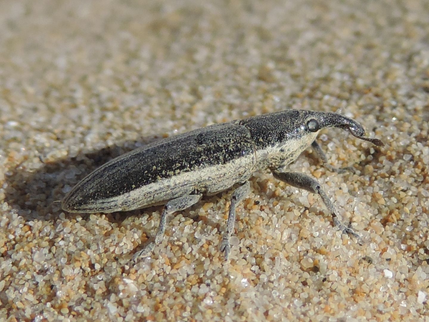 Lixus (Compsolixus) juncii - Curculionidae