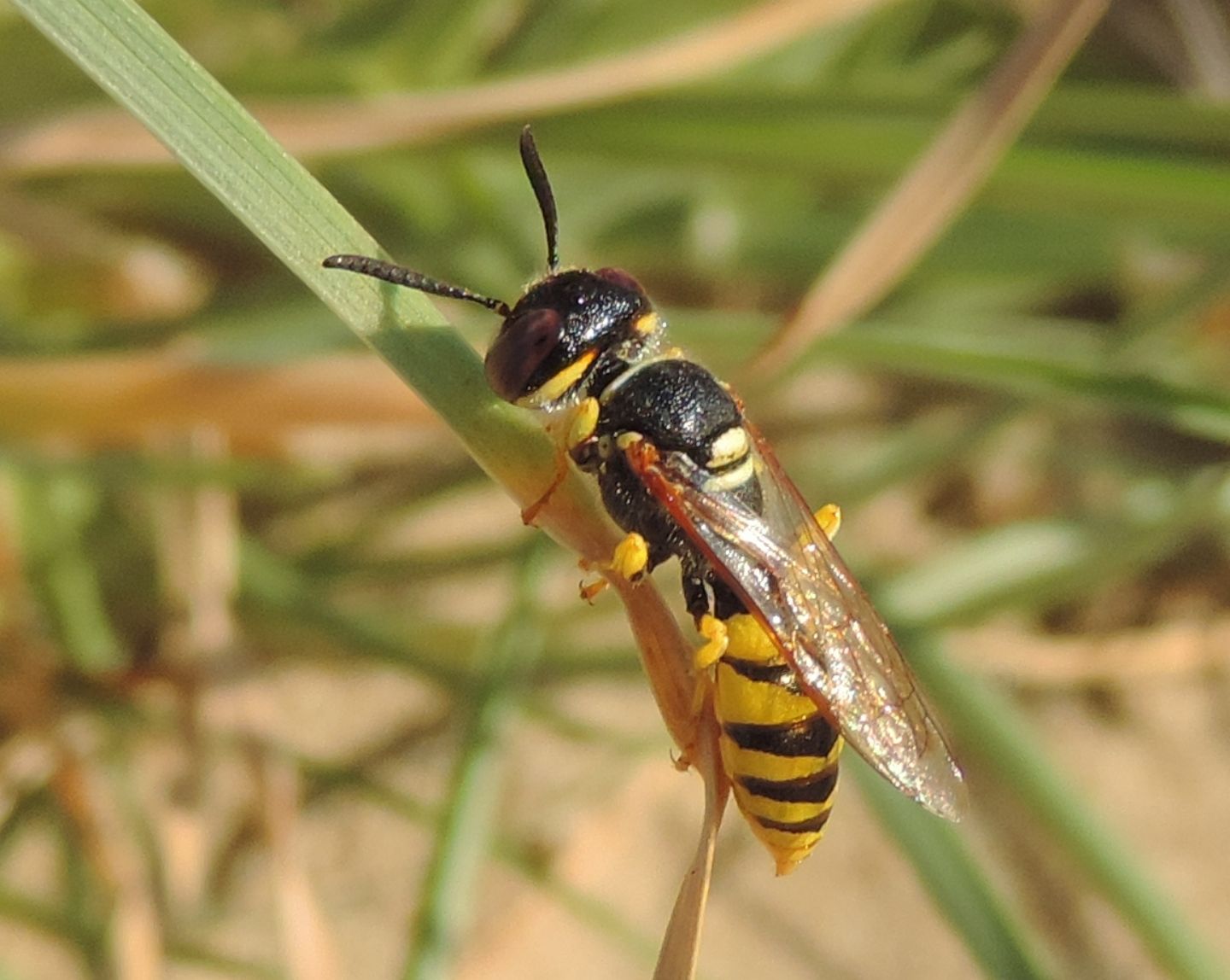 Philanthus triangulum, Crabronidae