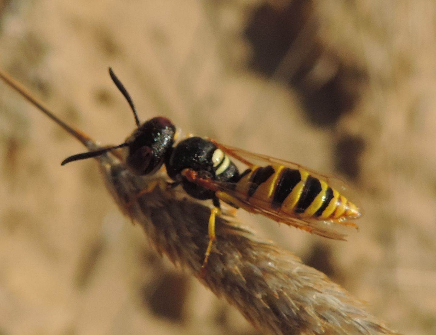 Philanthus triangulum, Crabronidae