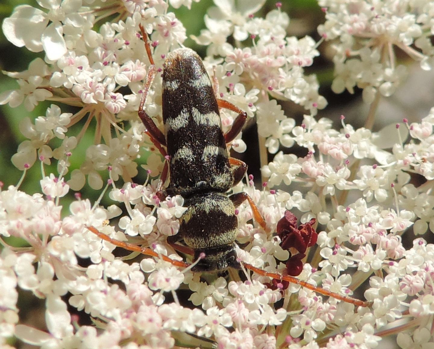 Plagionotus floralis