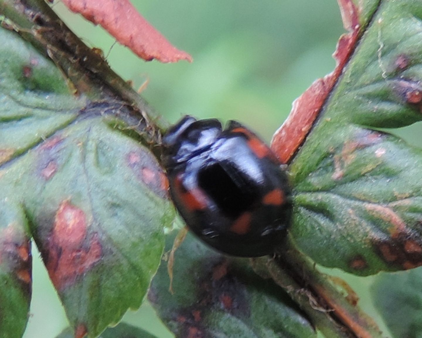 Brumus quadripustulatus? Si, ma Exochomus quadripustulatus !