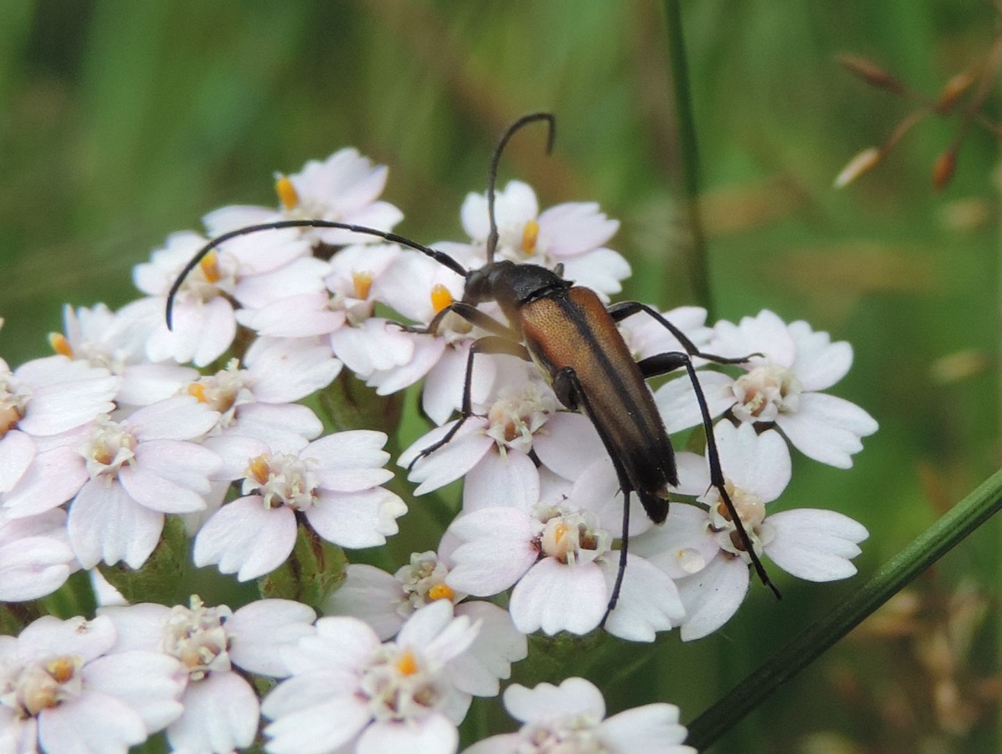 Anastrangalia? No, Stenurella melanura maschio