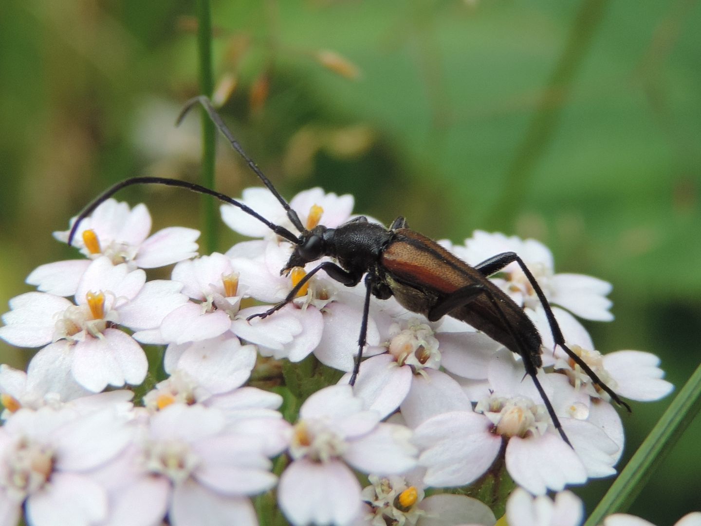 Anastrangalia? No, Stenurella melanura maschio