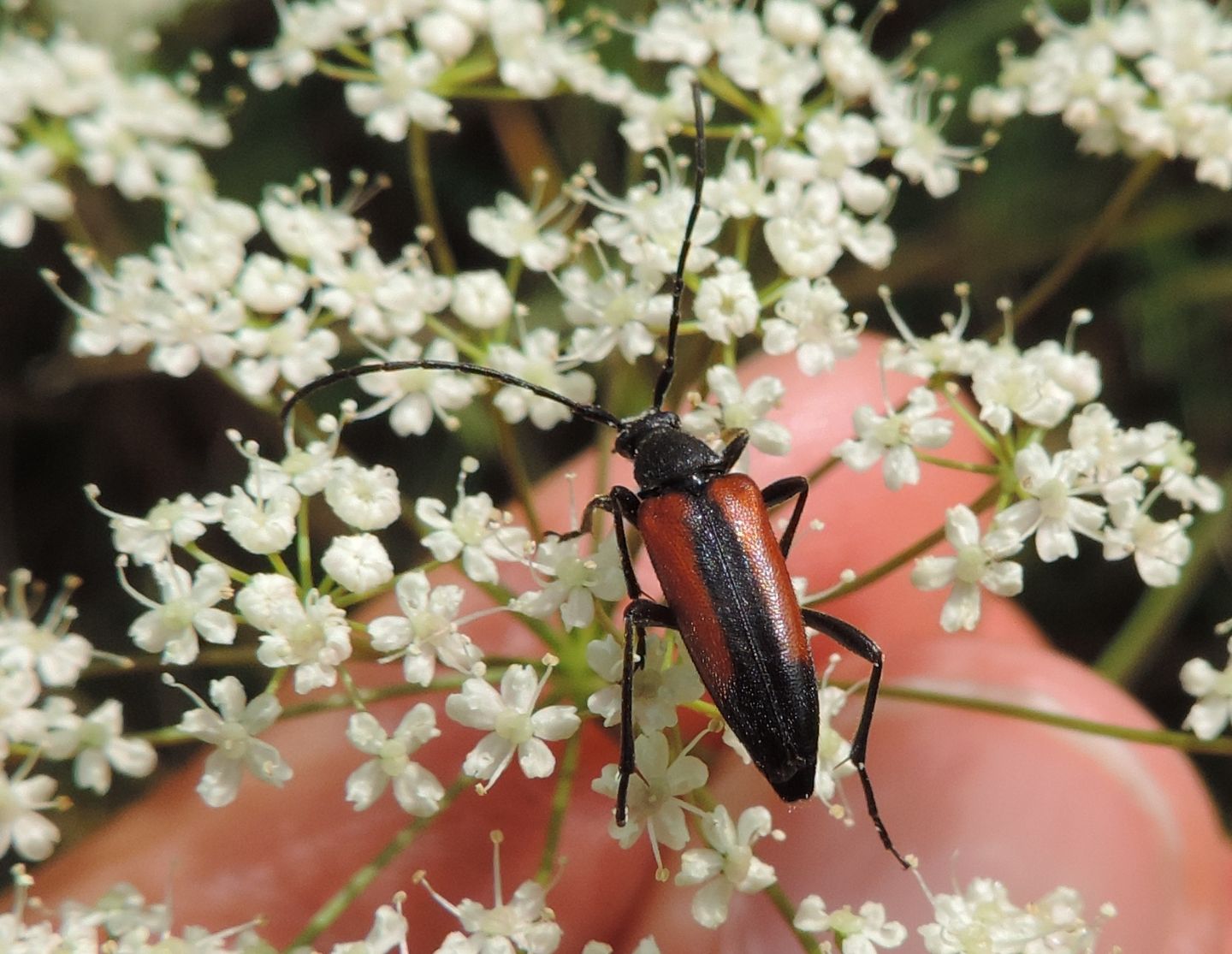 Stenurella melanura femmina