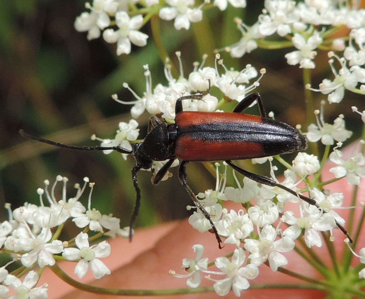 Stenurella melanura femmina