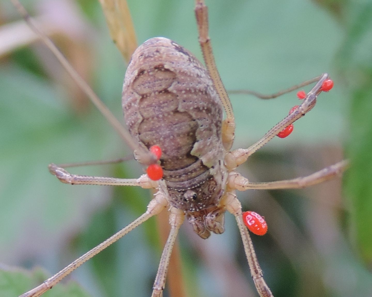 Phalangium opilio? No, Mitopus mori