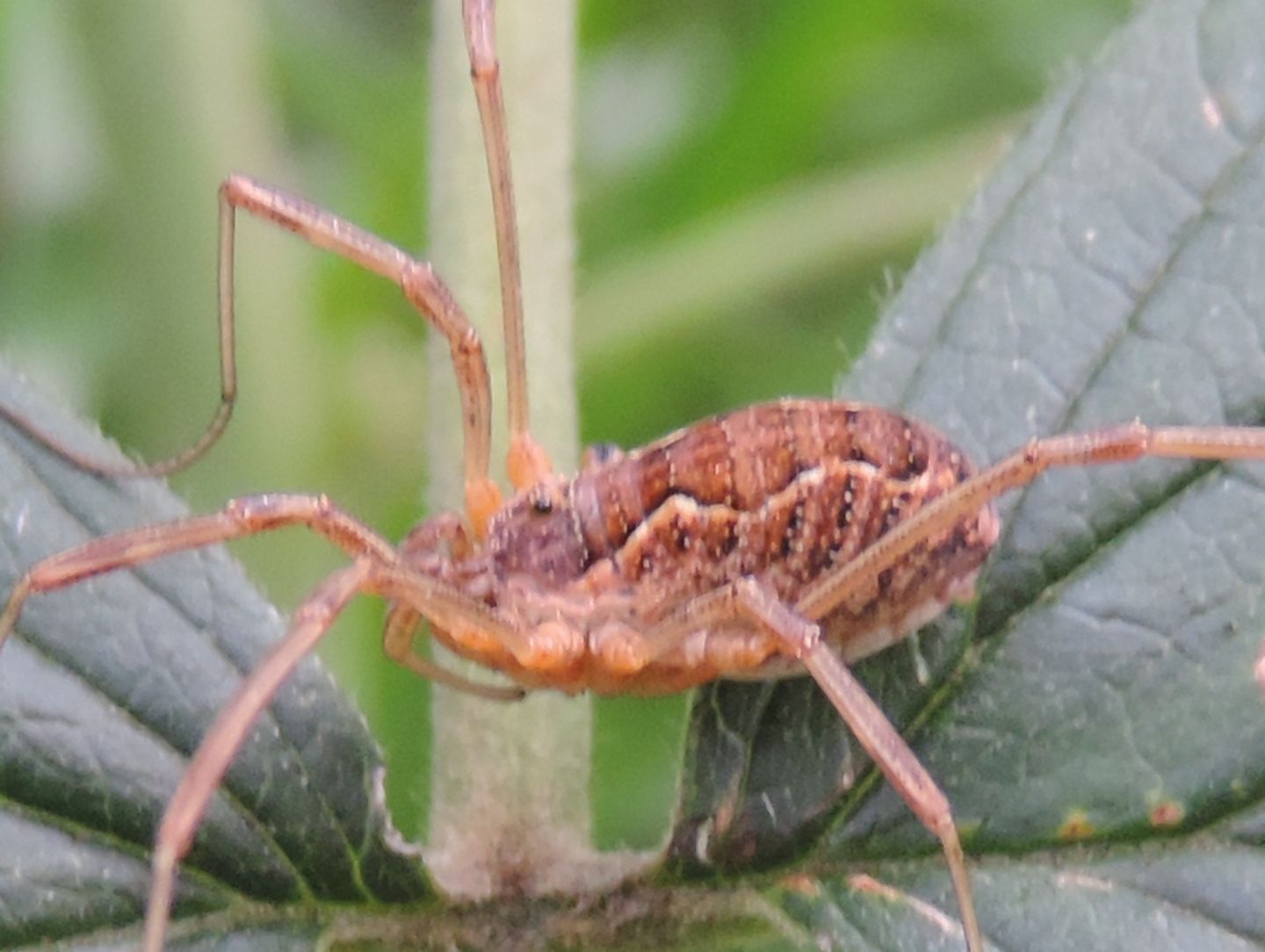 Phalangium opilio? No, Mitopus mori