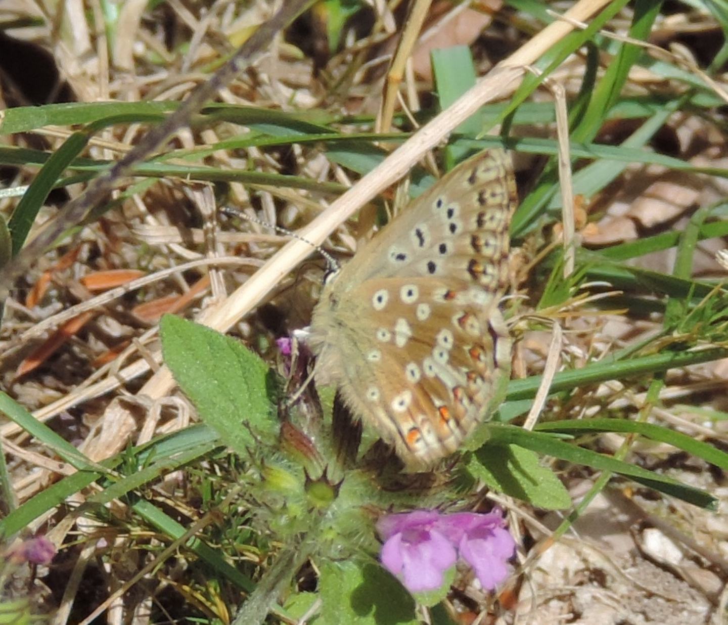 Ancora Polyommatus coridon? - S, femmina