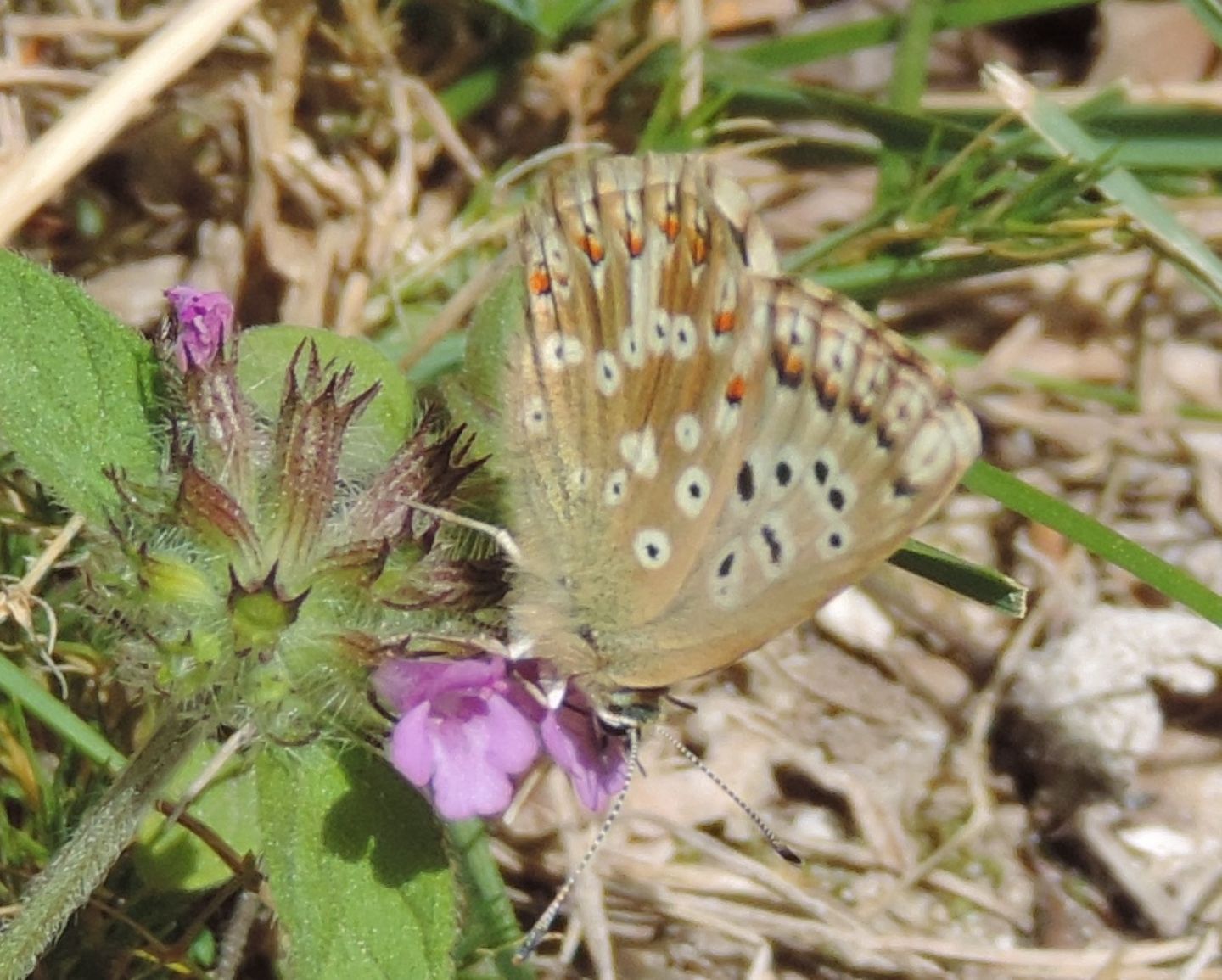 Ancora Polyommatus coridon? - S, femmina