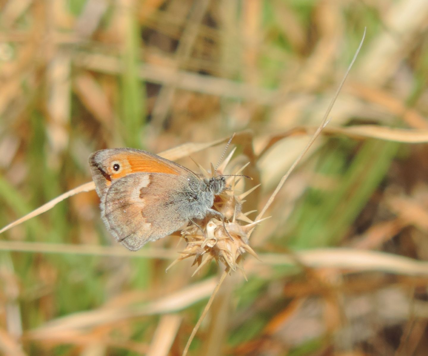 Piccola farfalla d spiaggia - Coenonympha pamphilus