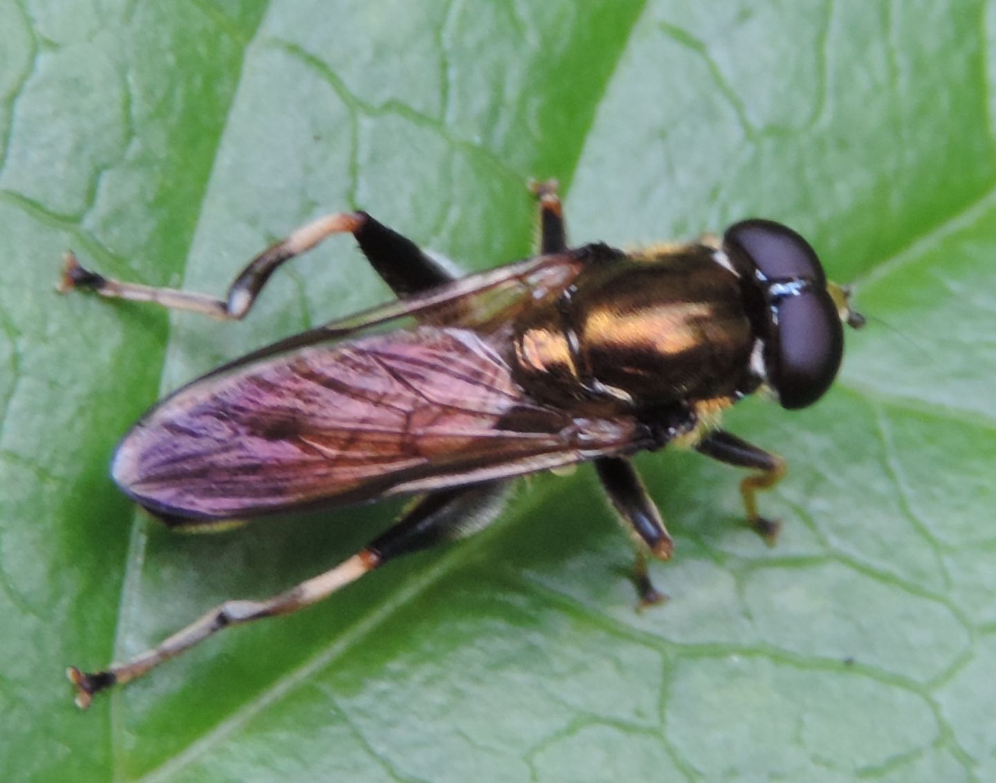 Chloromyia formosa?