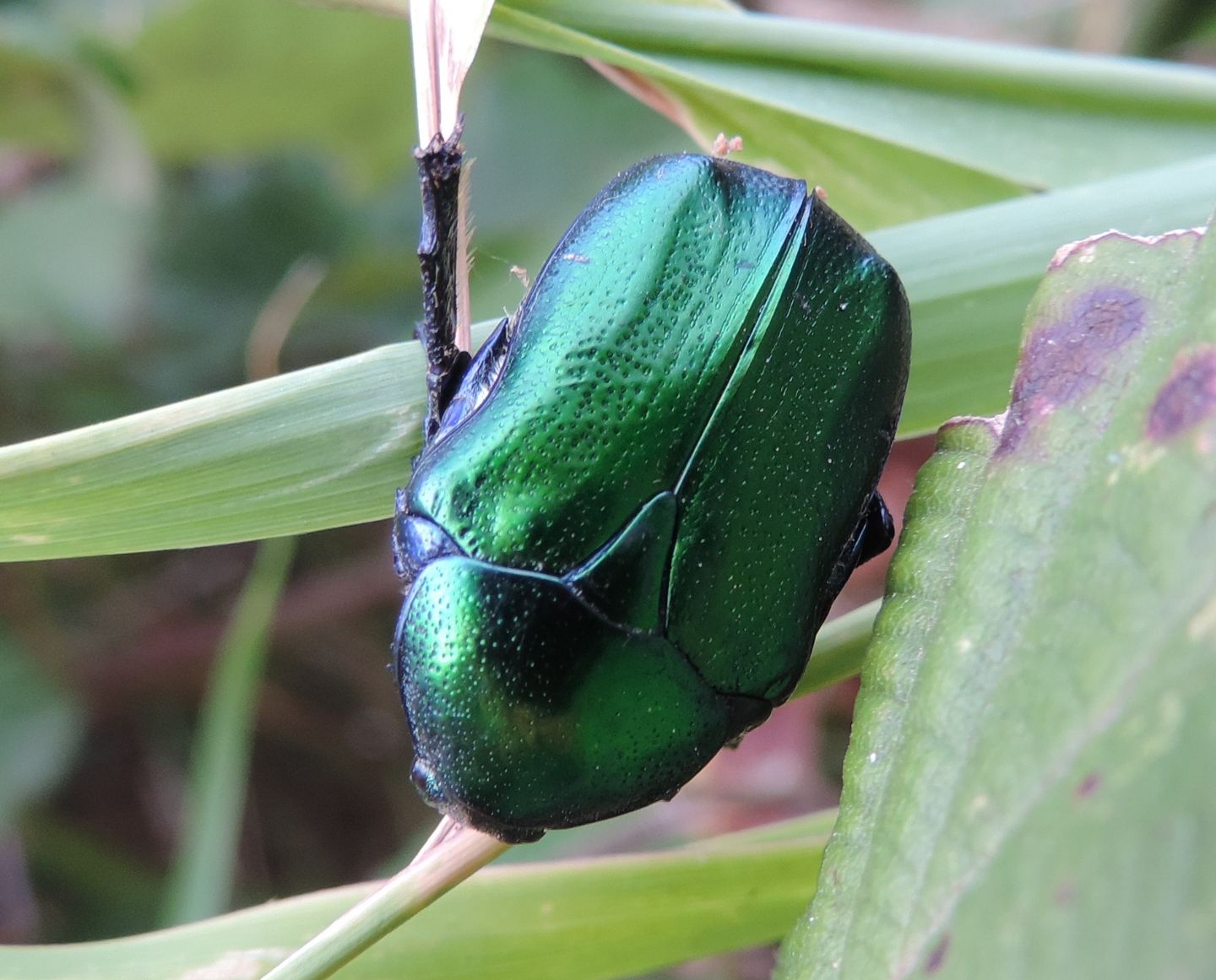 Cetonia aurata pisana? Si