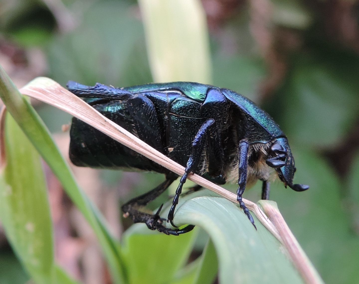 Cetonia aurata pisana? Si