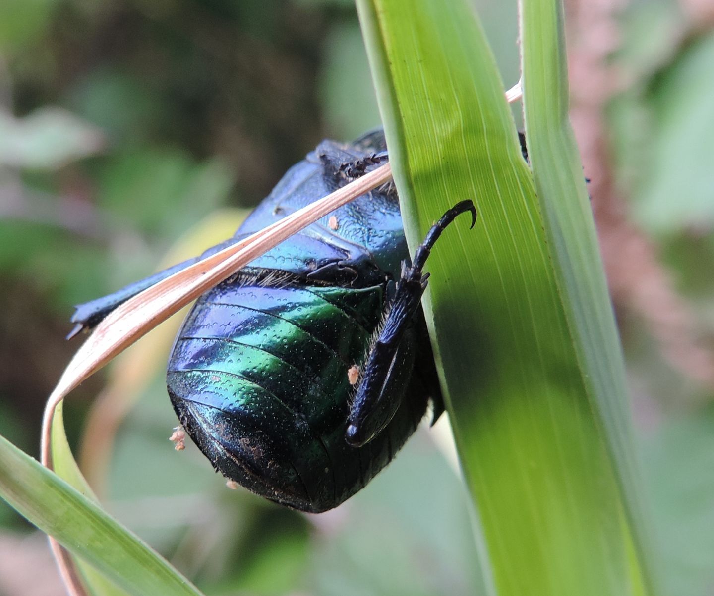 Cetonia aurata pisana? Si