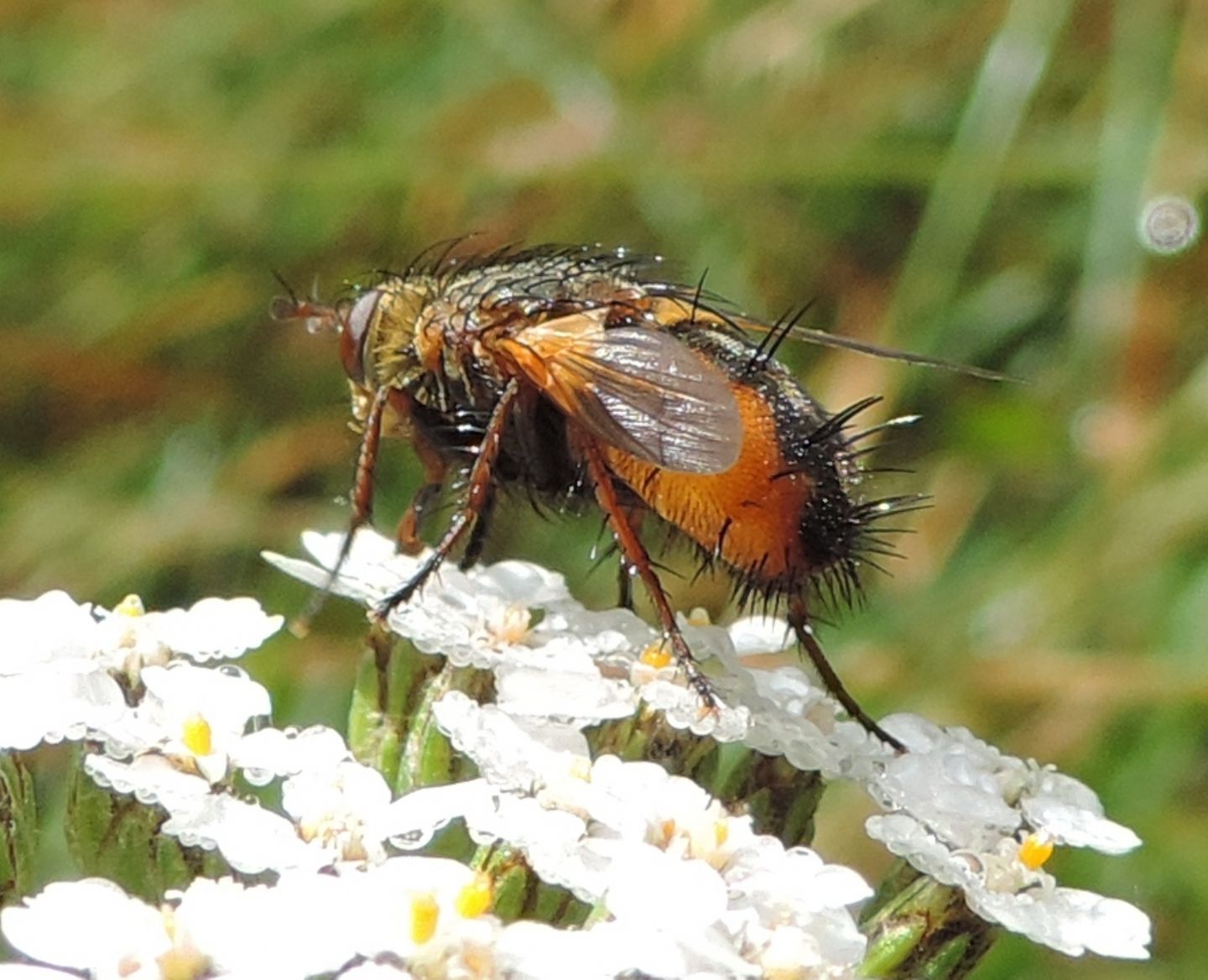 Tachina magnicornis