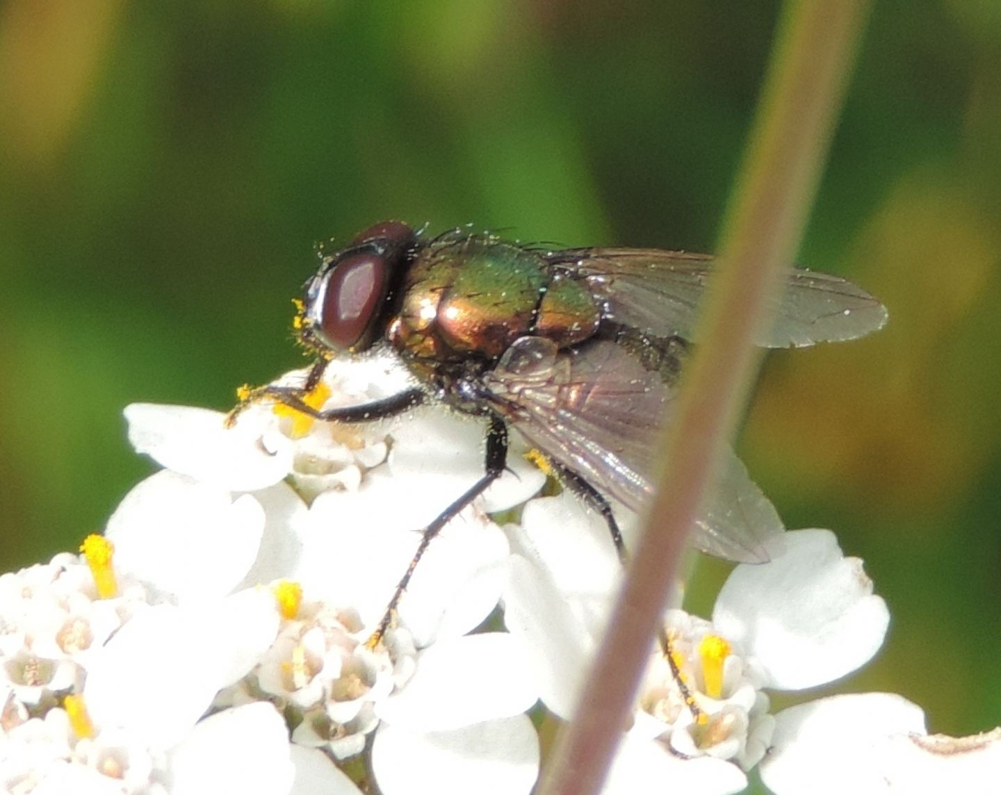 Lucilia? No. Maschio di Neomyia cornicina (Muscidae)