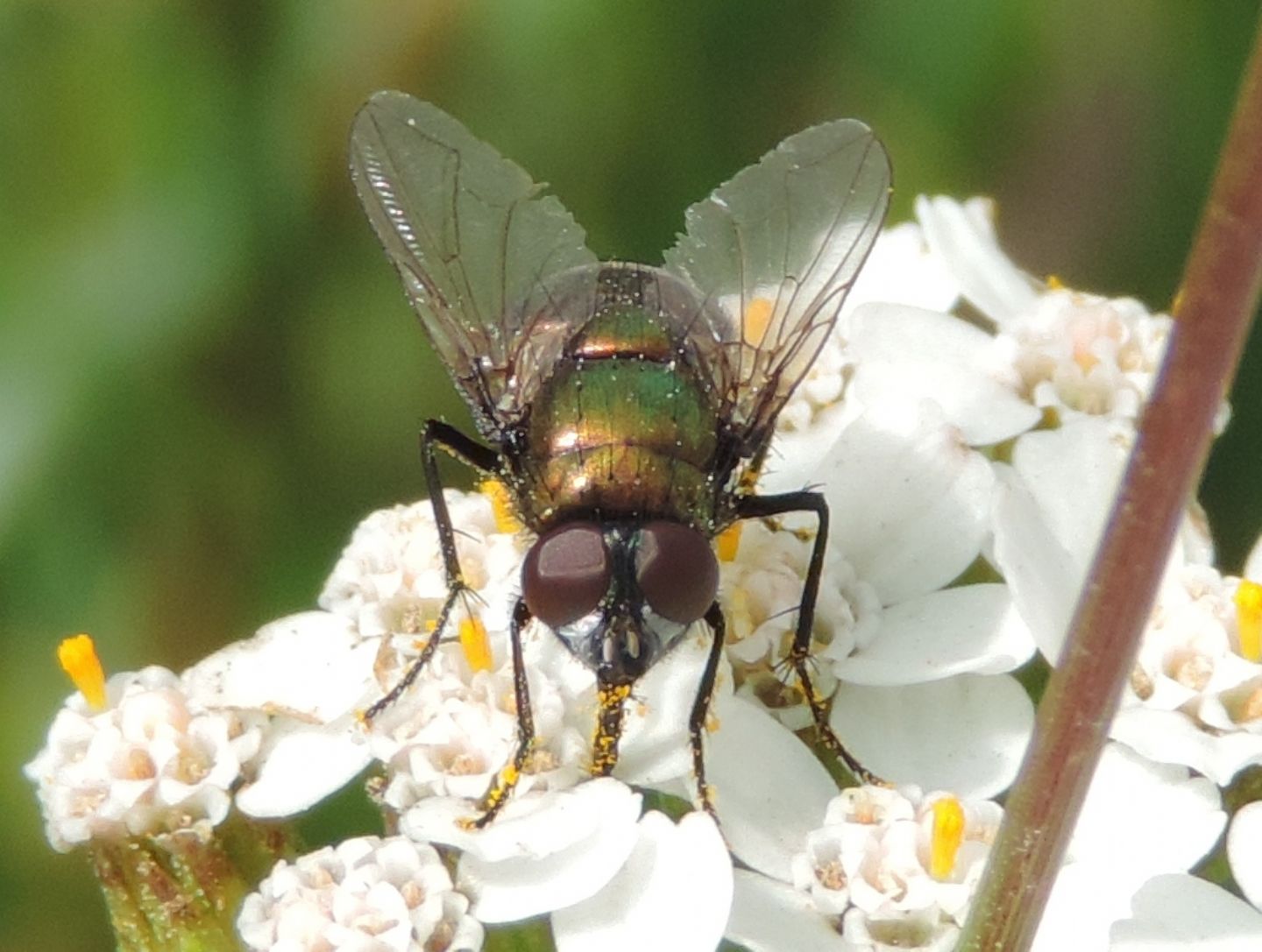 Lucilia? No. Maschio di Neomyia cornicina (Muscidae)