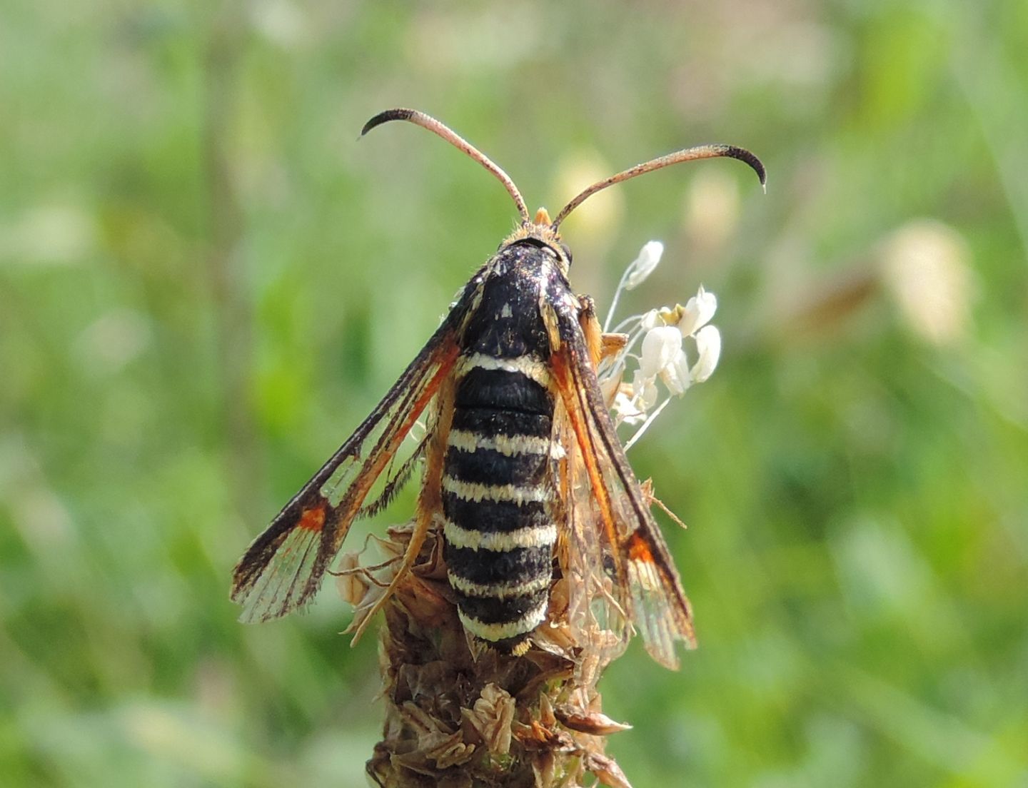 Bembecia ichneumoniformis? - Bembecia sp.