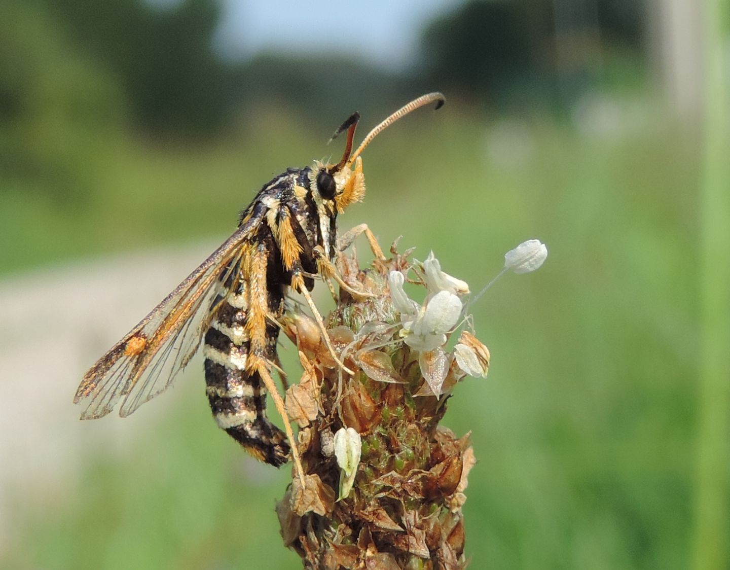 Bembecia ichneumoniformis? - Bembecia sp.