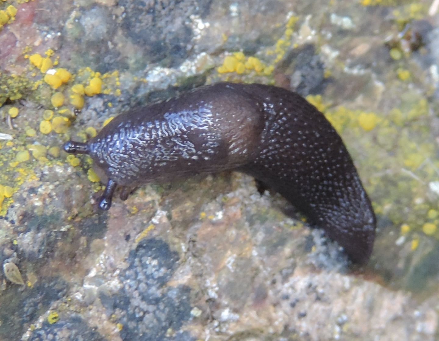 Piccolo Limax dal Colle del Lys (TO)