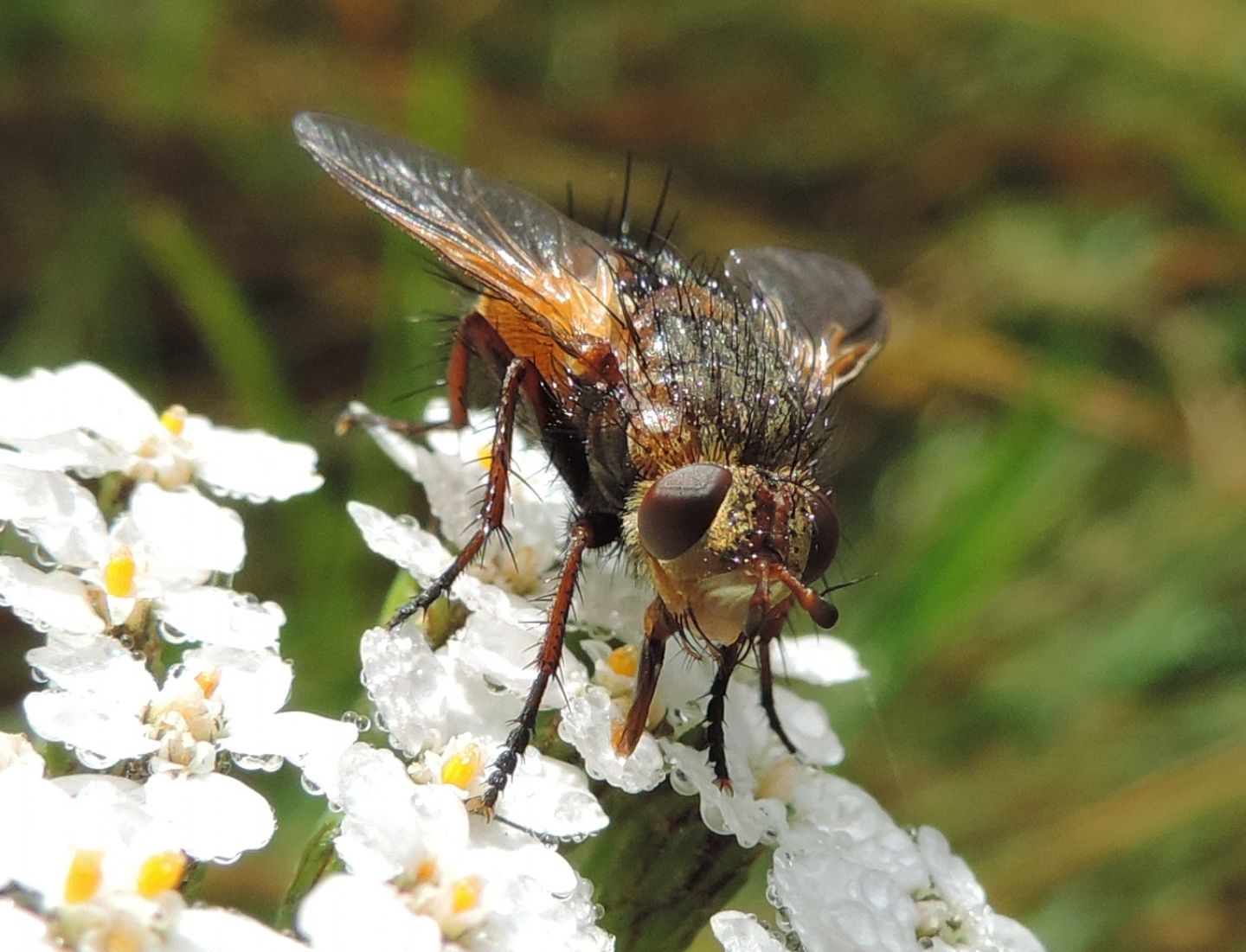 Tachina magnicornis