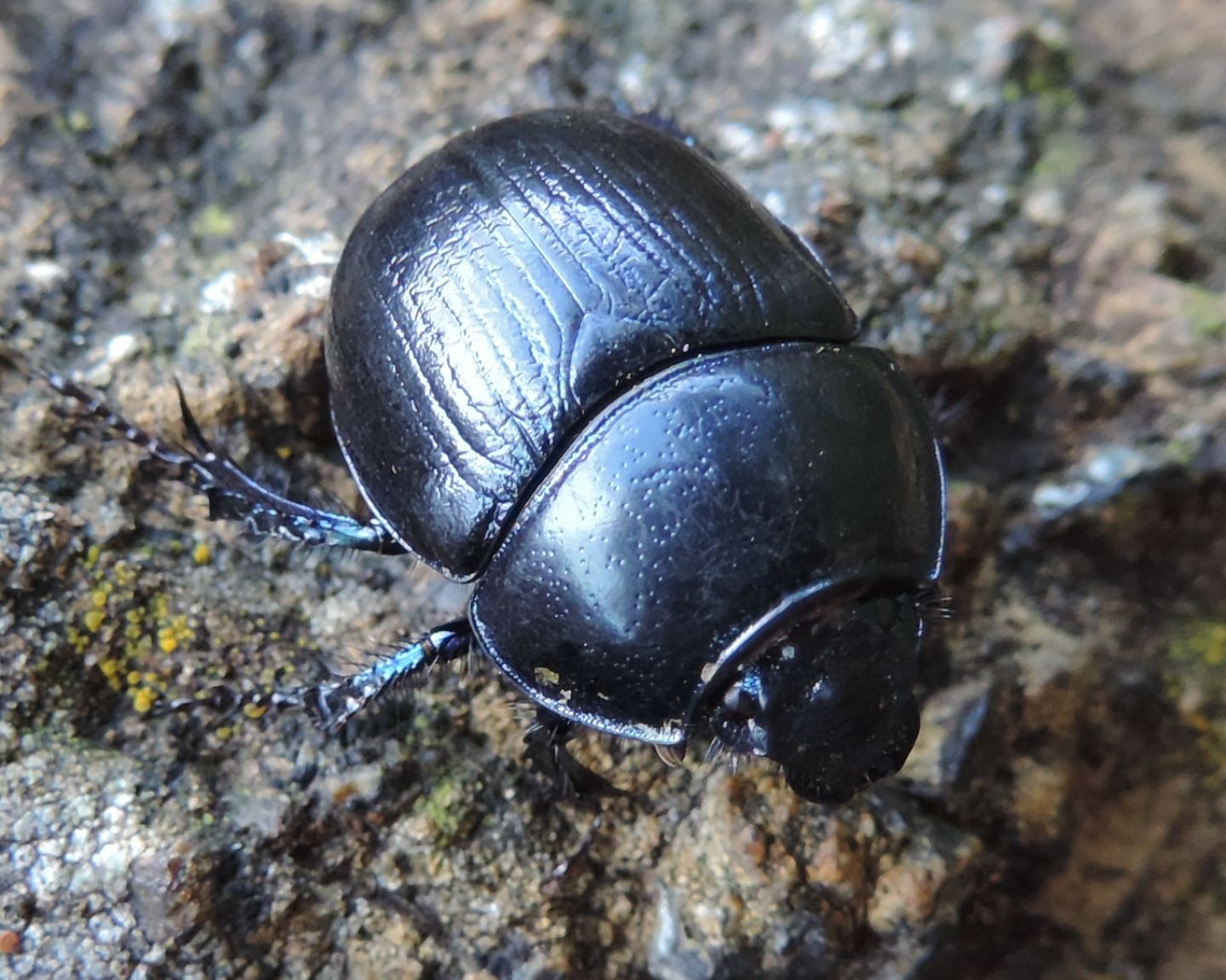 Carrellata di Geotrupidae: Anoplotrupes stercorosus