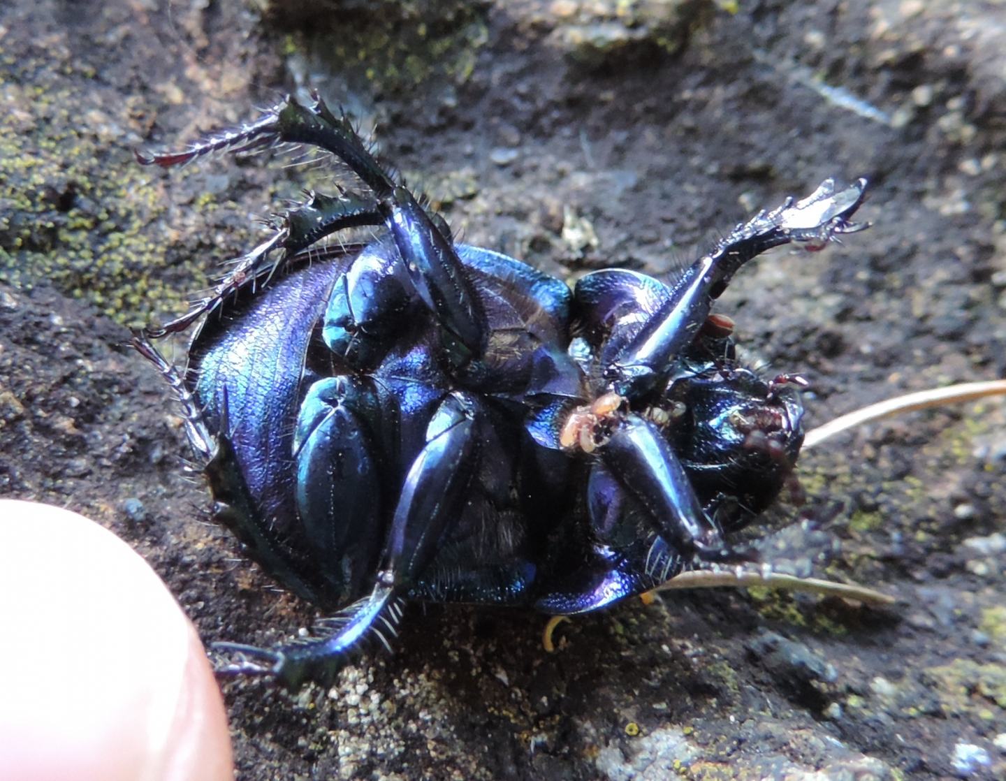 Carrellata di Geotrupidae: Anoplotrupes stercorosus