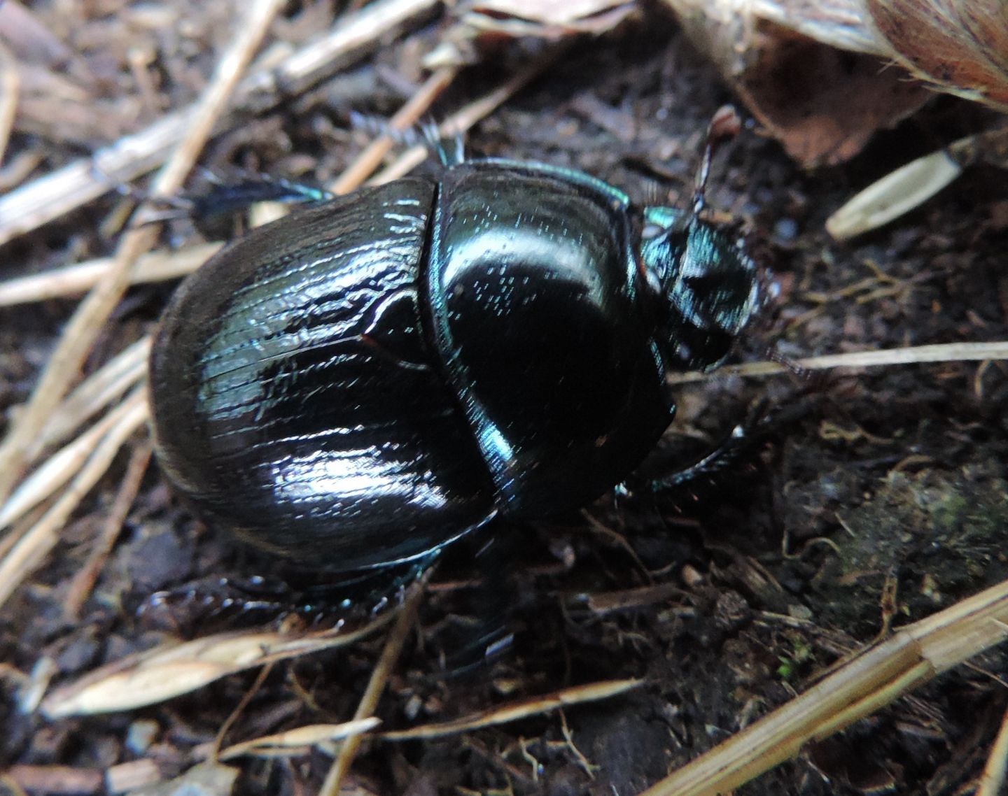 Carrellata di Geotrupidae: Anoplotrupes stercorosus