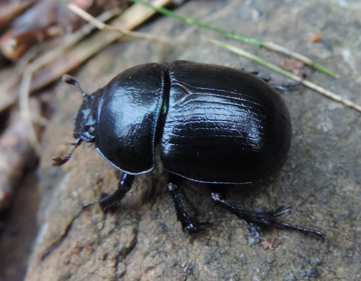 Carrellata di Geotrupidae: Anoplotrupes stercorosus