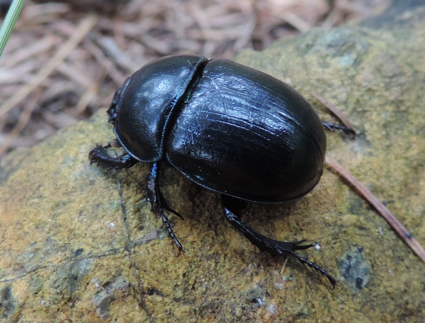 Carrellata di Geotrupidae: Anoplotrupes stercorosus