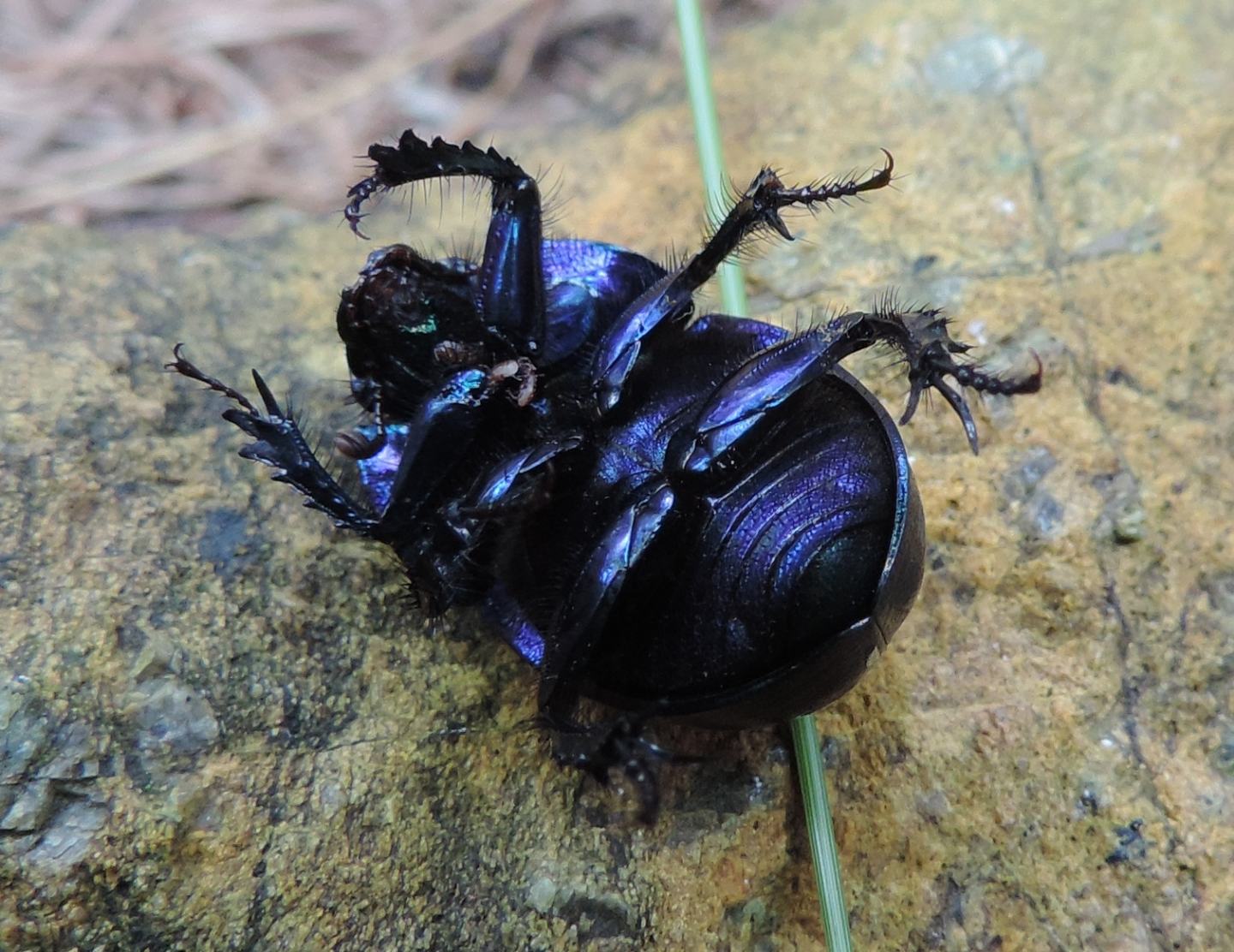 Carrellata di Geotrupidae: Anoplotrupes stercorosus